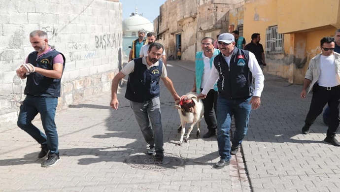 ÖRNEK BELEDİYE BAŞKANI KUŞ,KURBAN KESMEMİŞ ONLARCA AİLEYE KURBAN DAĞITTI